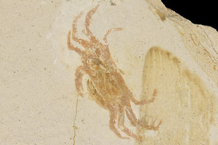 Miocene Pea Crab (Pinnixa) Fossil - California #177026